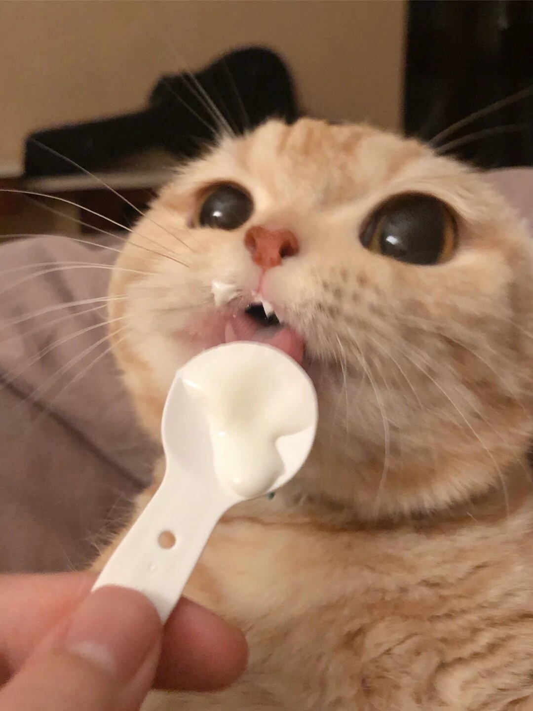 一起吸猫趴