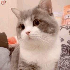 可爱猫咪表情包动图是可爱的小土豆