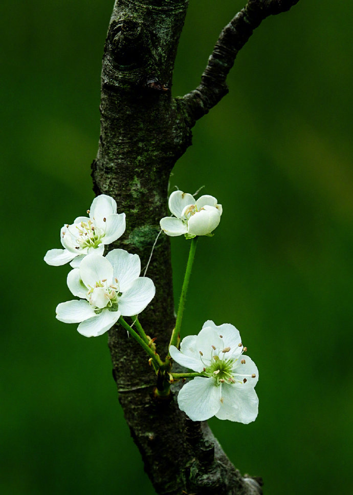 梨花一枝春带雨