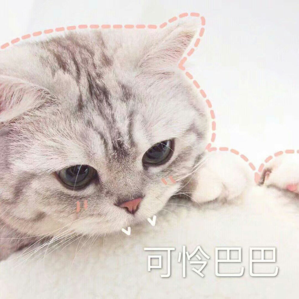 猫的表情包