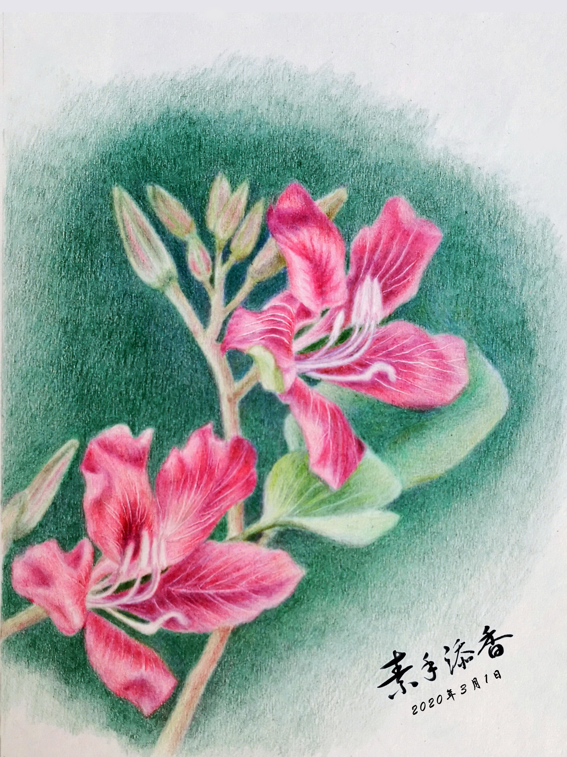 国画写意紫荆花图片