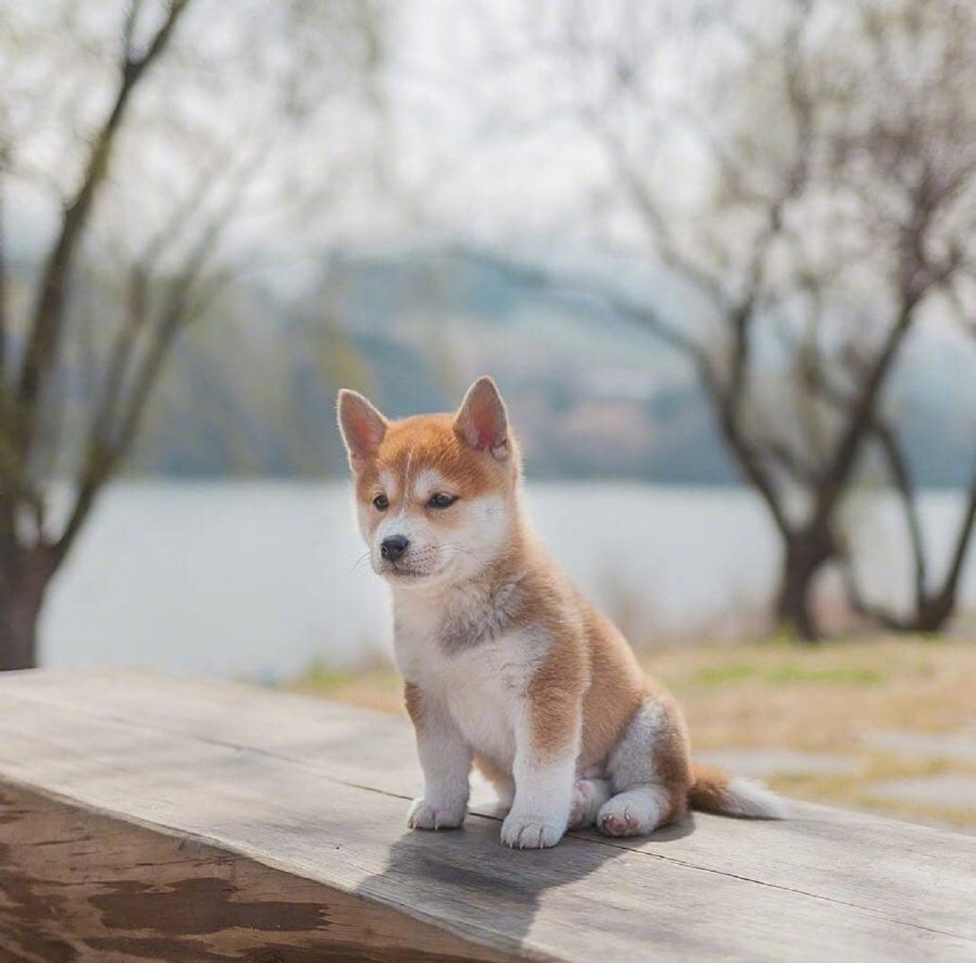 小狗