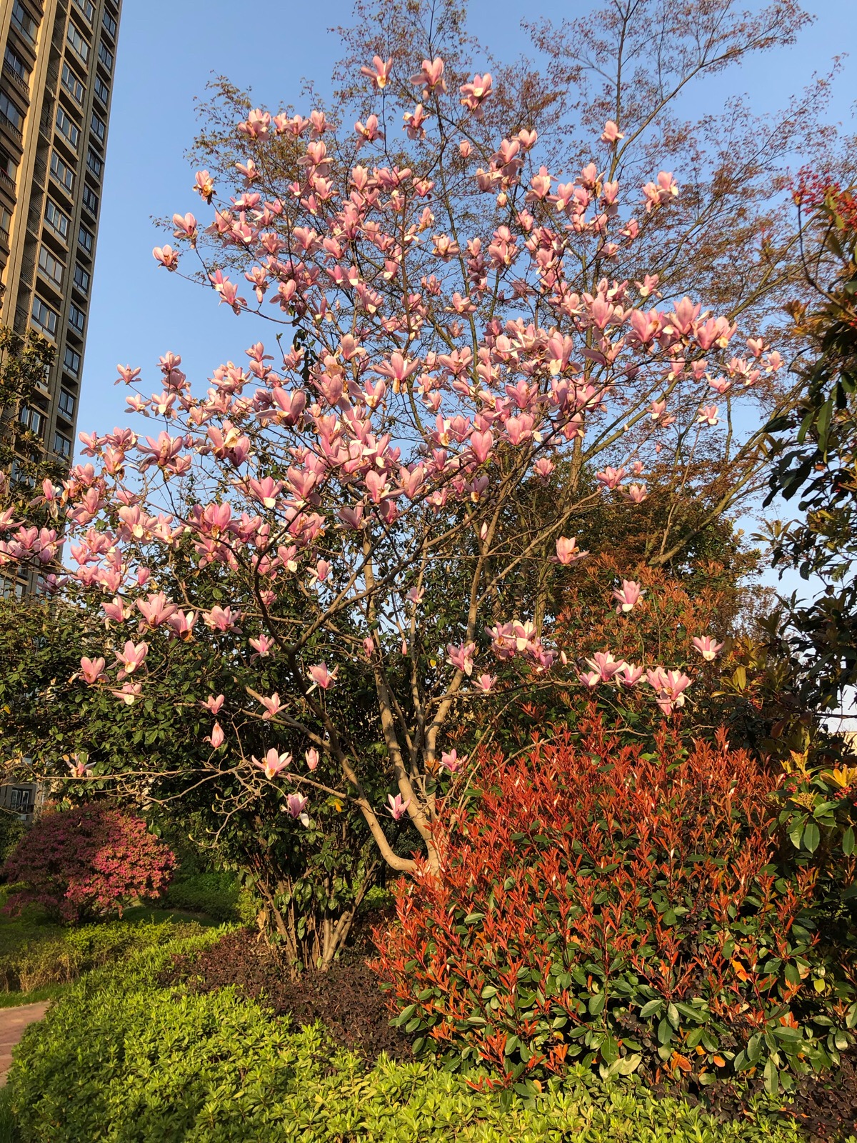 3.15会开花的树