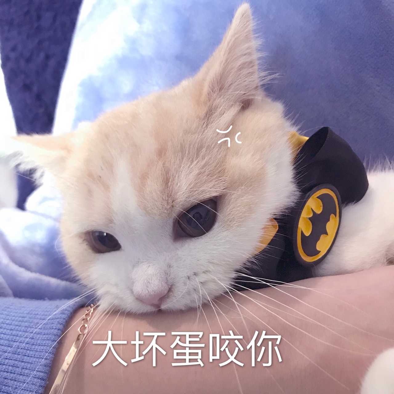 猫咪表情包 可爱