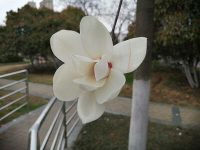 花花草草春天物语