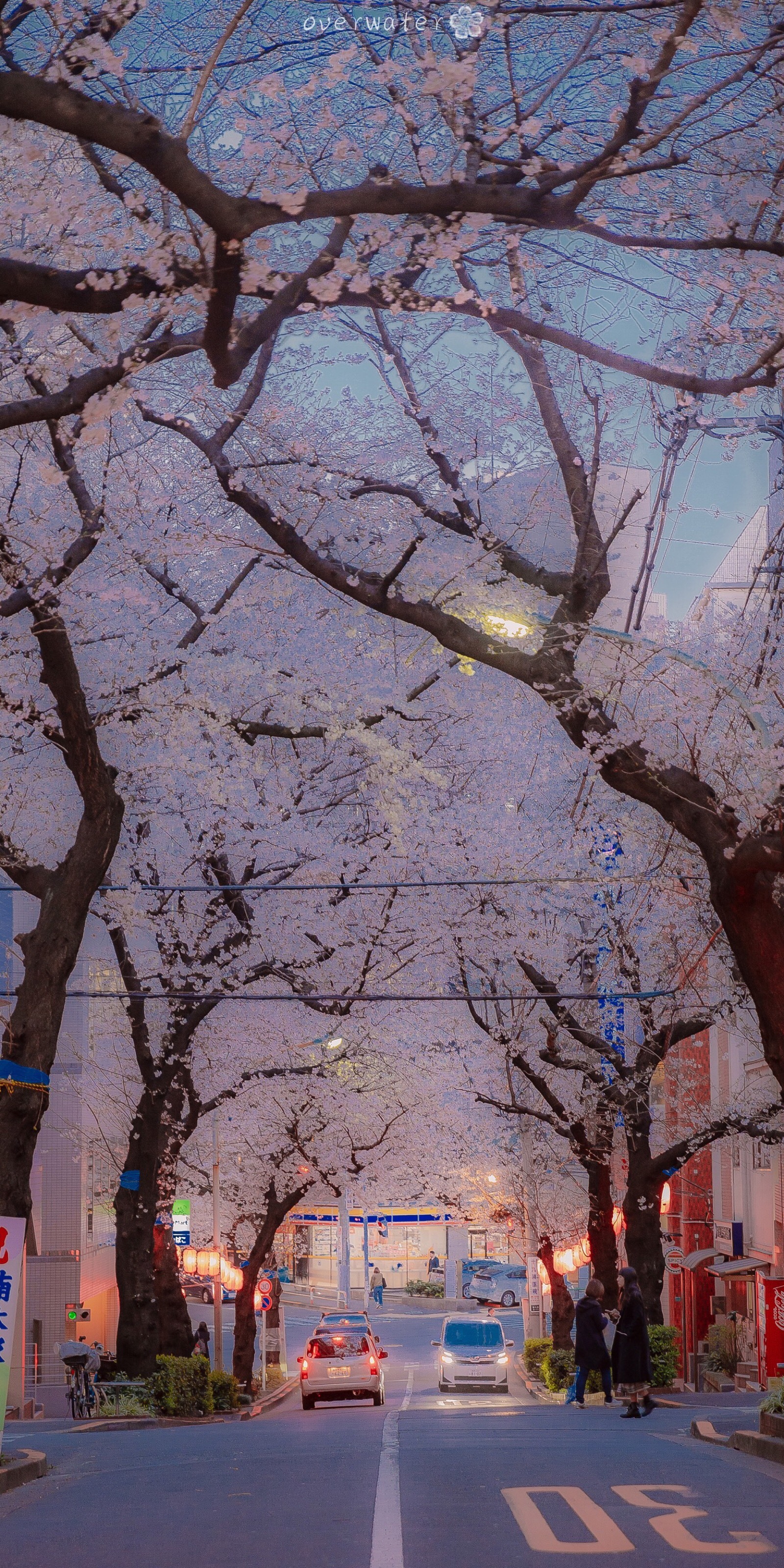 樱花