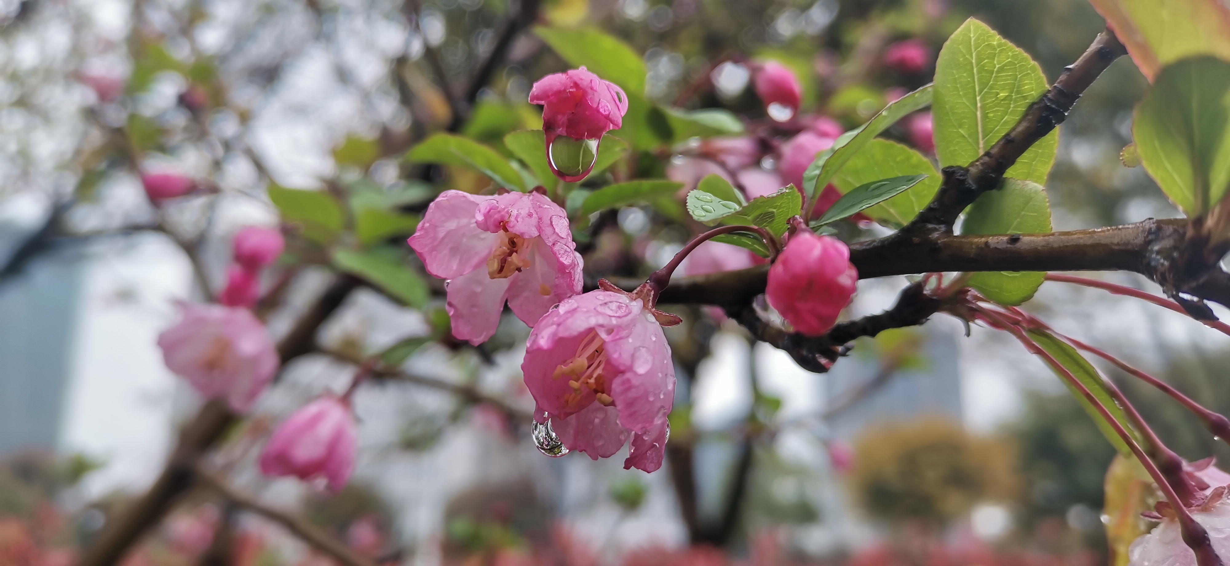 雨后的海棠花风情万种,特别是花瓣中带着那晶莹剔透的水珠,更加娇媚