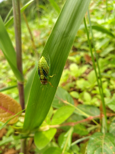 绿草蝉图片