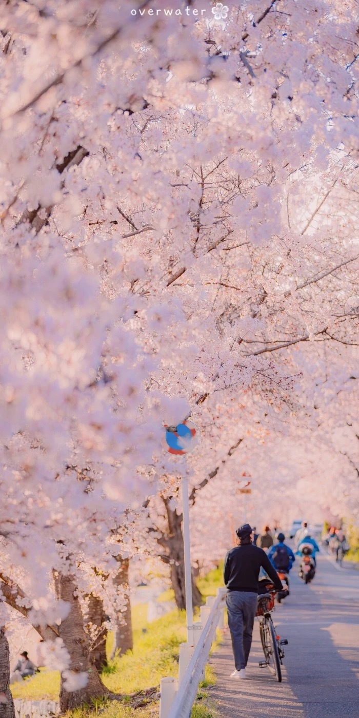 樱花季春暖花开,奔你而来