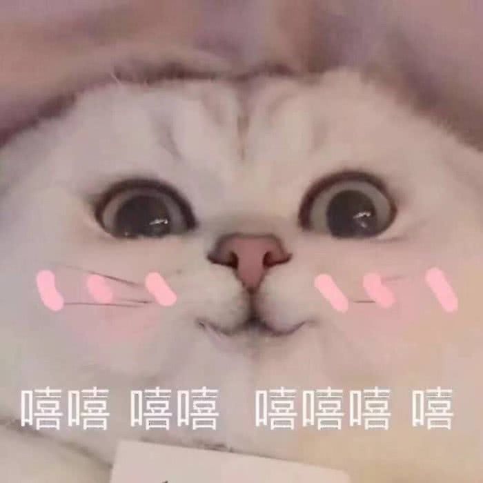 可爱猫猫撒娇表情包