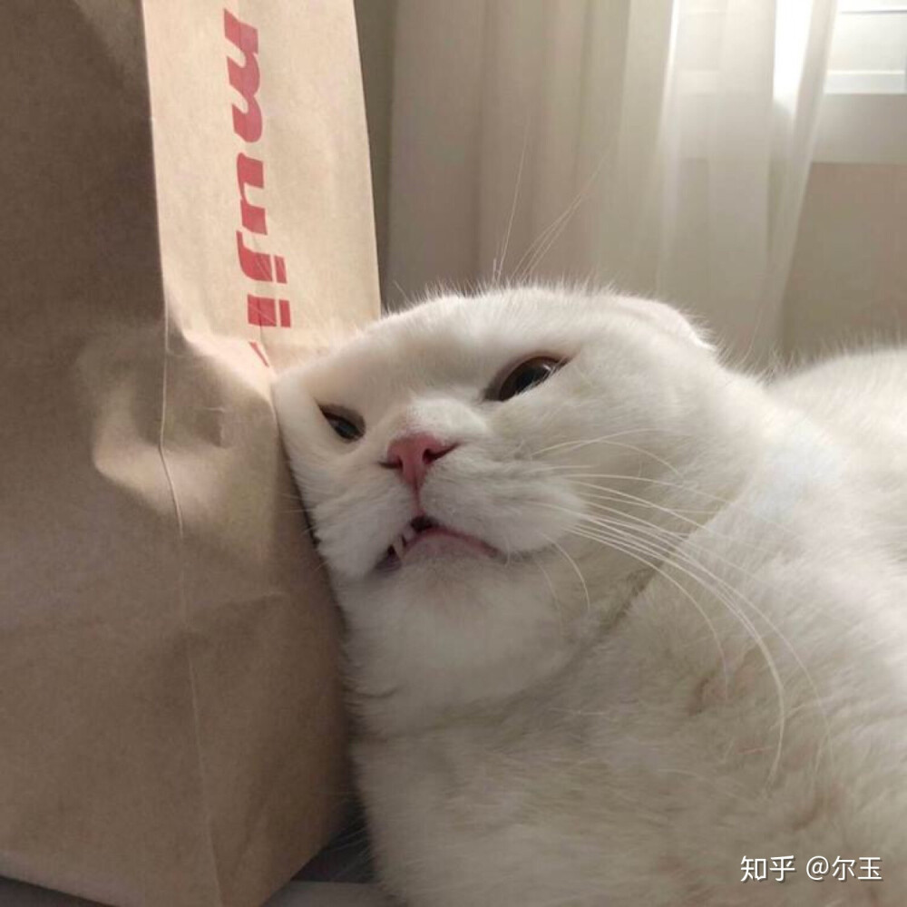 可爱沙雕猫猫表情包