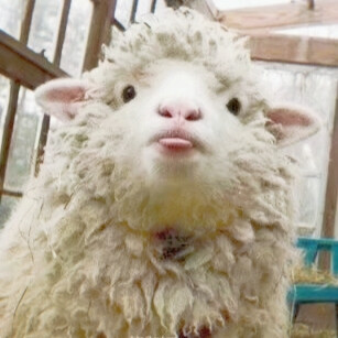 小羊吐舌头头像图片