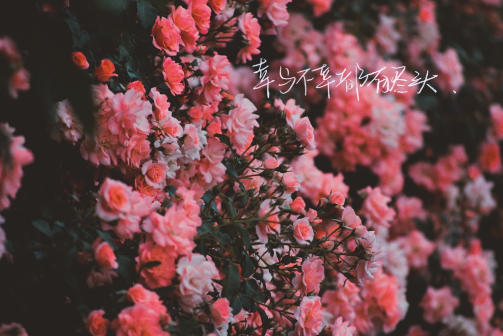 他回头 万丈深渊我都跳自制文字背景图 - 堆糖,美图壁纸兴趣社区