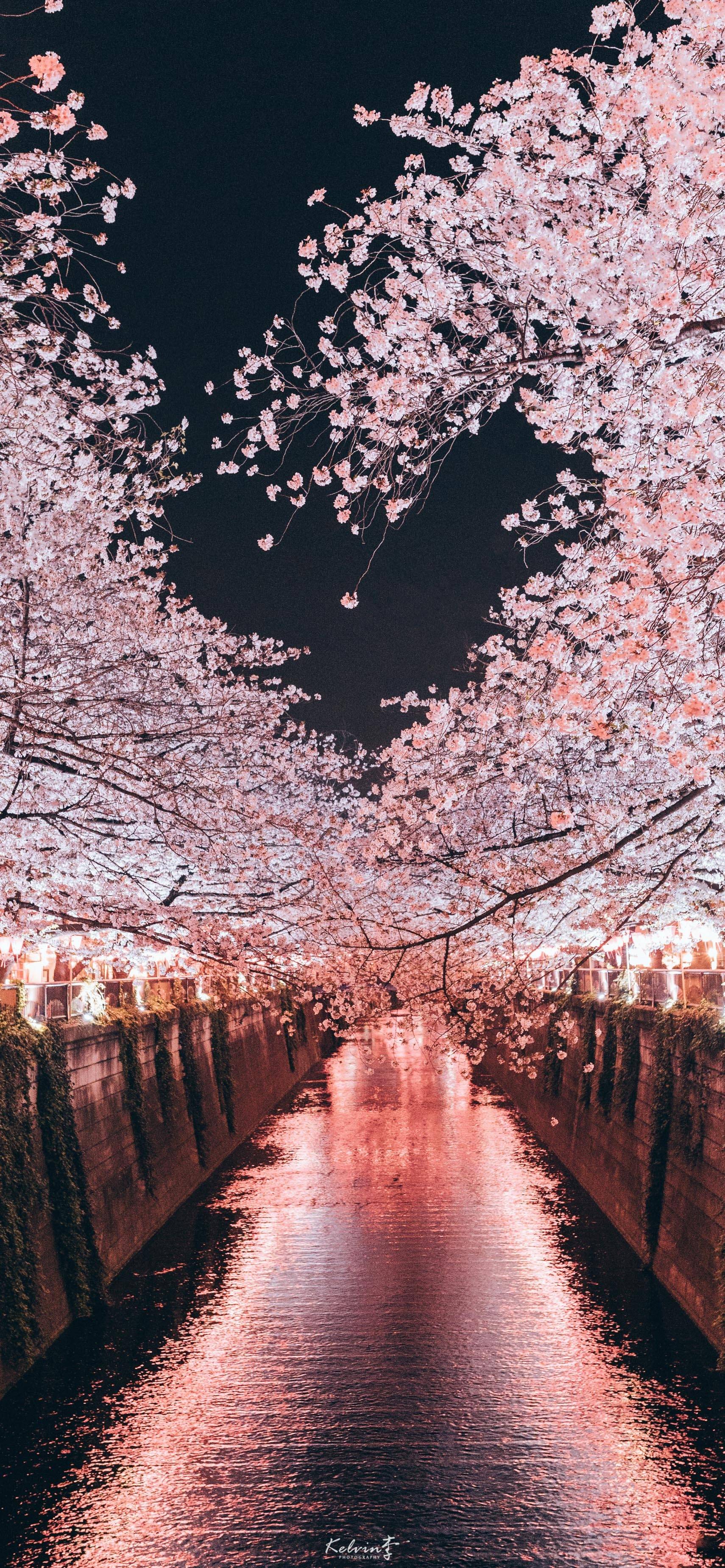 樱花手机壁纸梦幻图片