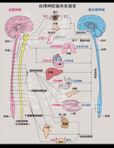 交感神经=自律自主神经=植物神经