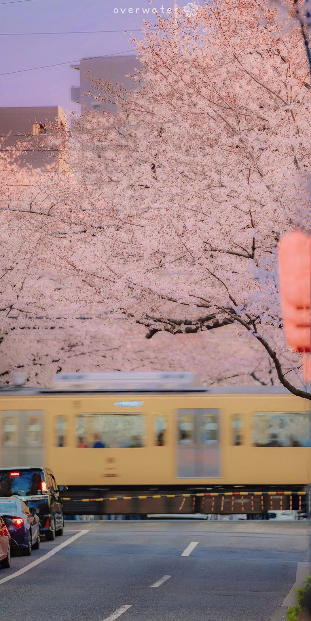 日本樱花手机壁纸图片