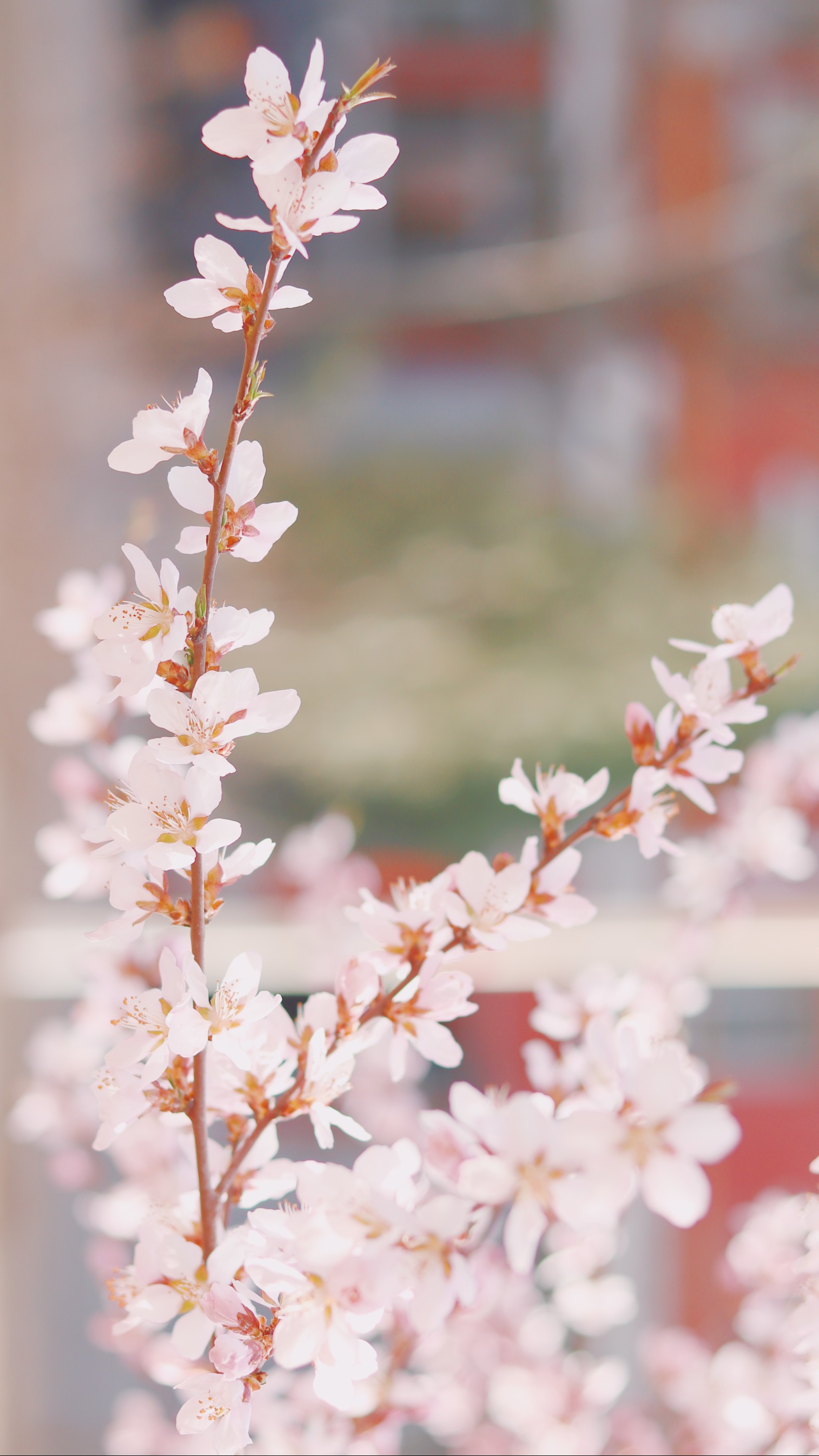 陌上花开满路 香入土