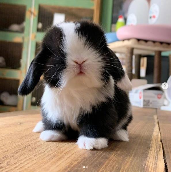 小奶兔iglastalladeiconigli