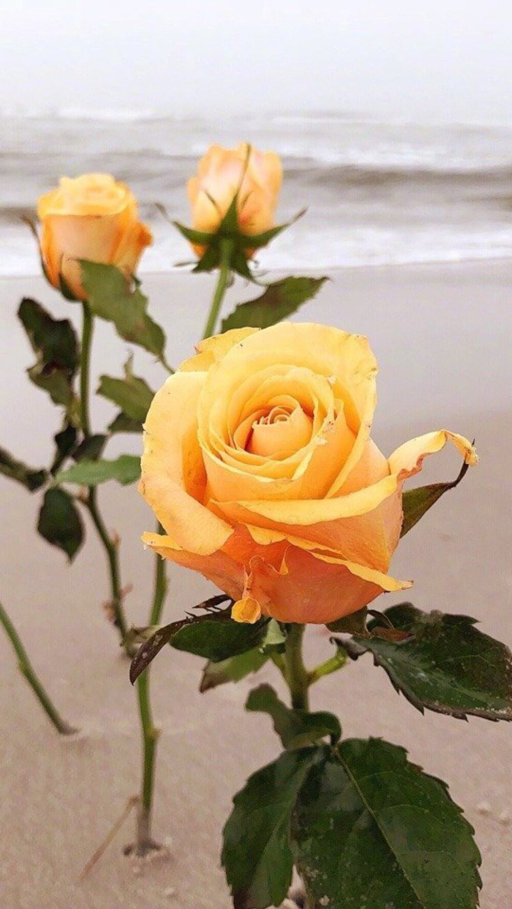 手机壁纸|黄色系|黄玫瑰