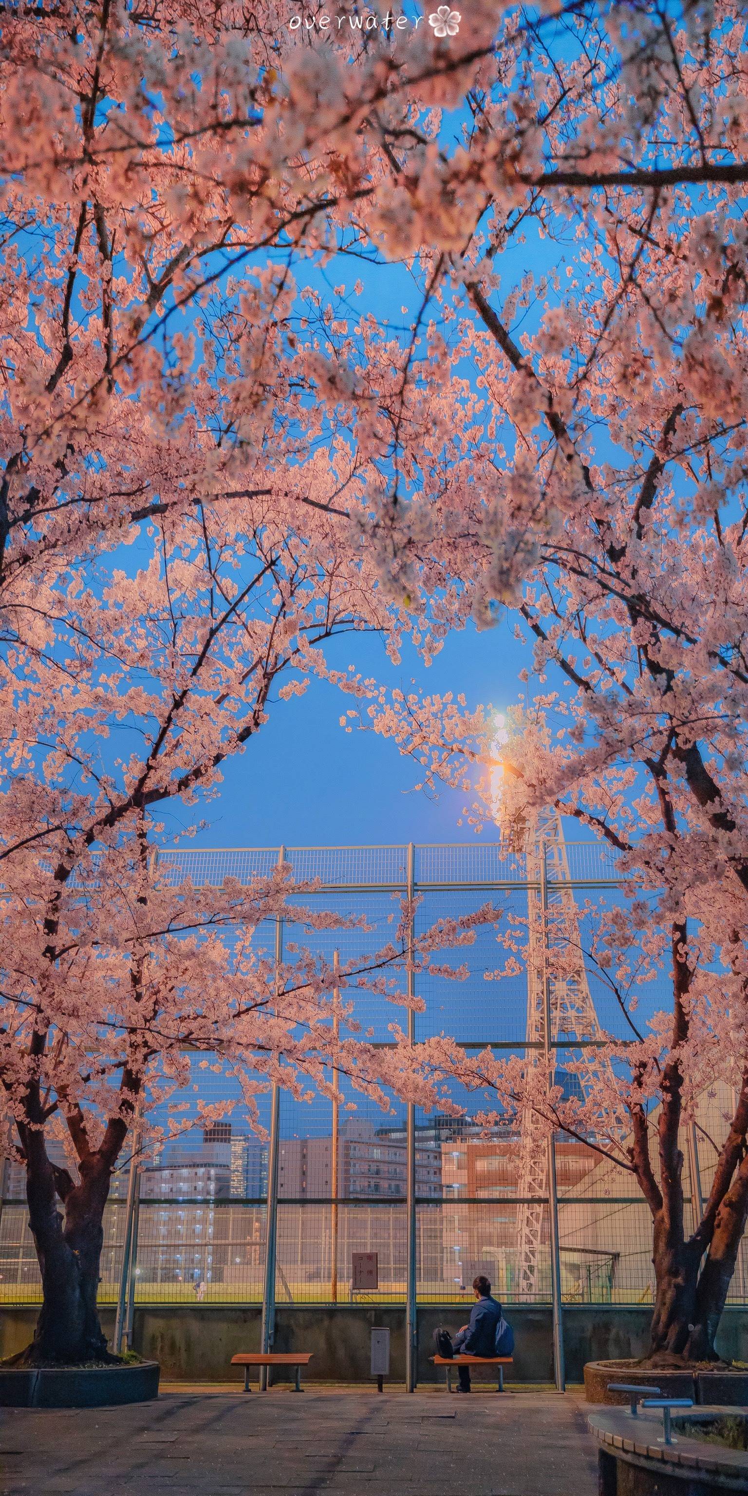 樱花背景图微信图片