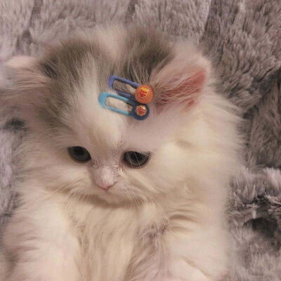 情侣可爱头像猫猫