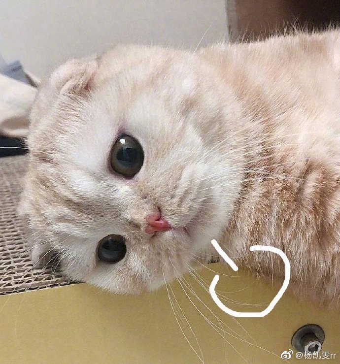 萌 可爱 表情包