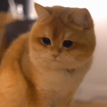 软萌软萌的猫咪,可爱.