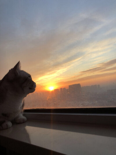 猫抬头望天图片