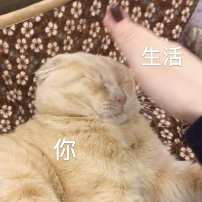 怎么rua都不生气的小猫咪不多了