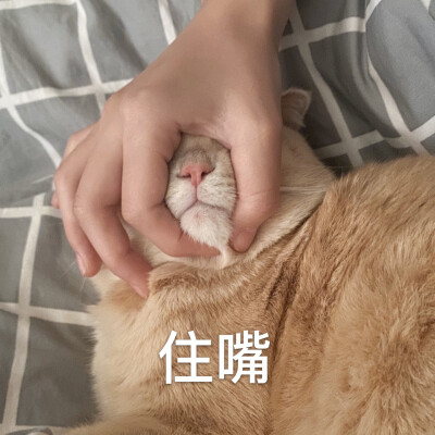 怎么rua都不生气的小猫咪不多了!(微信表情包请搜【咖喱饭与汤姆1】)