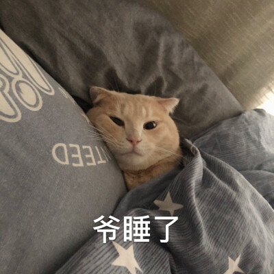 怎么rua都不生气的小猫咪不多了(微信表情包请搜【咖喱饭与汤姆1)