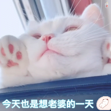 猫猫 猫咪表情包