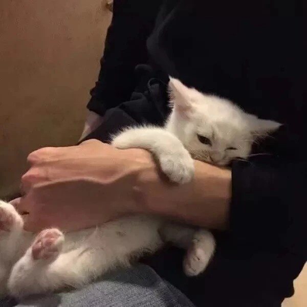 温柔男头猫咪男头