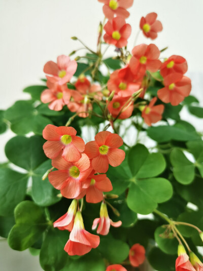 酢浆草 美花