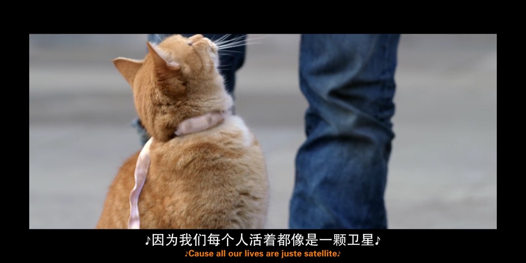 「流浪猫鲍勃」
