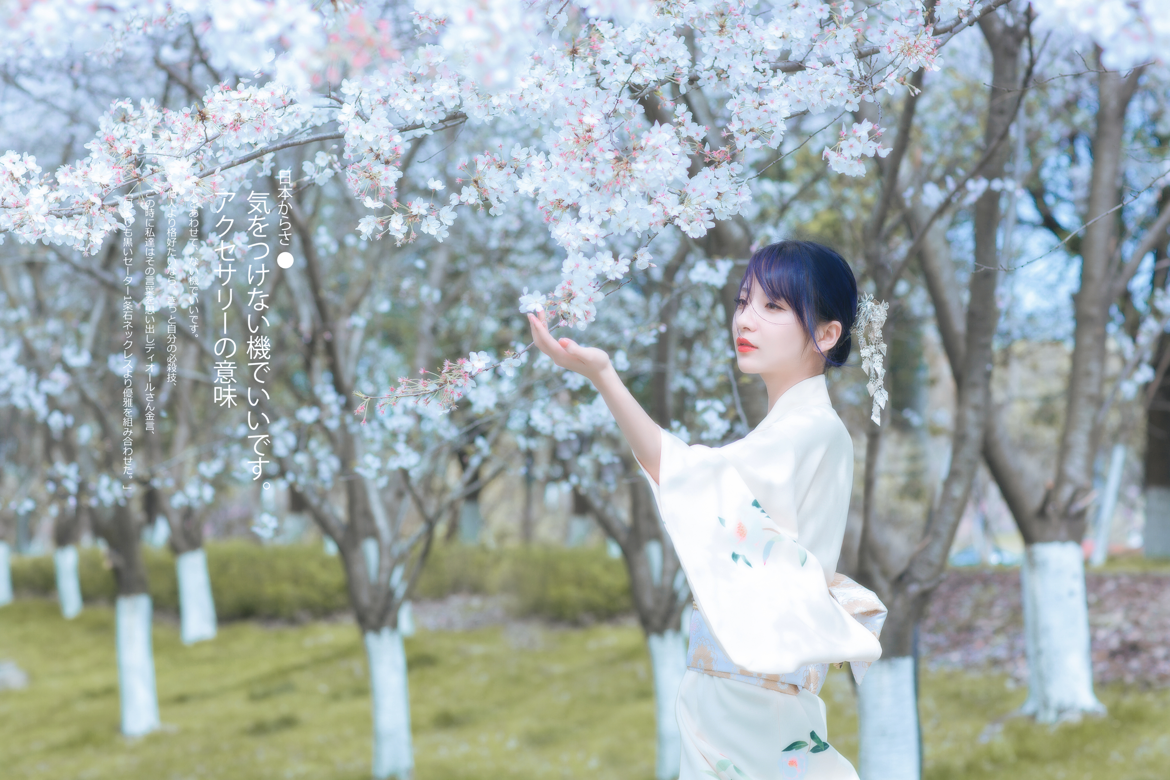 日本和服樱花背影图片