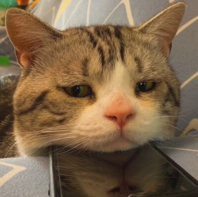 一脸忧郁的猫表情包图片