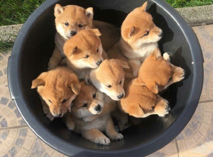 可爱柴犬头像背景图
