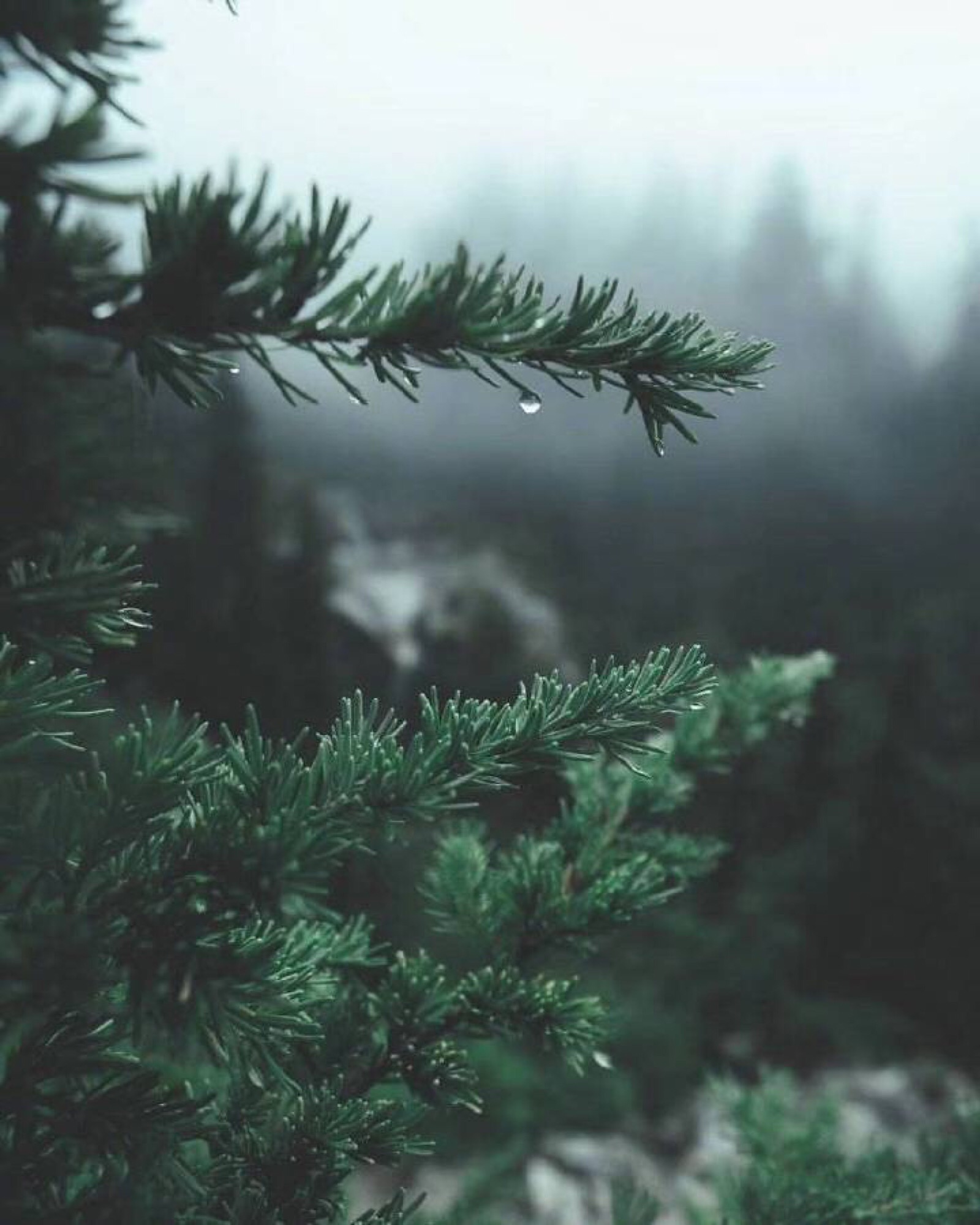 空山新雨后意境图图片