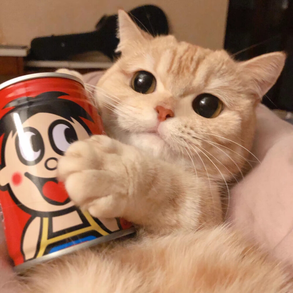头像猫猫