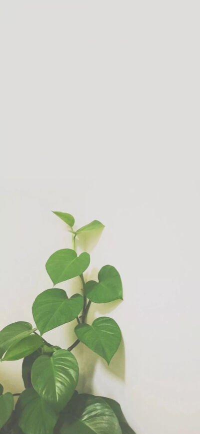 半屏绿色壁纸