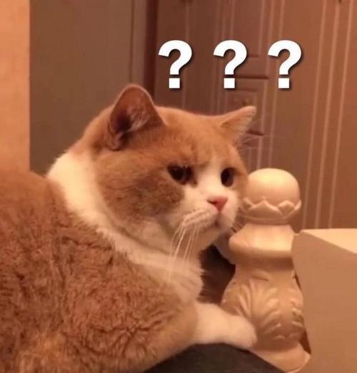 可爱猫猫表情包.