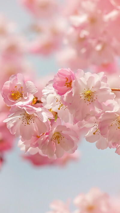 粉色桃花盛开竖屏壁纸图片