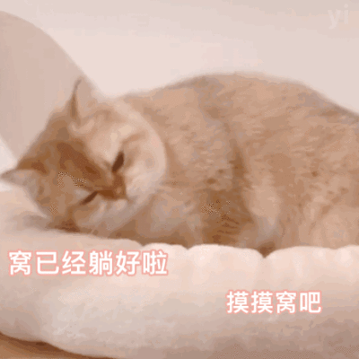 猫猫表情包?