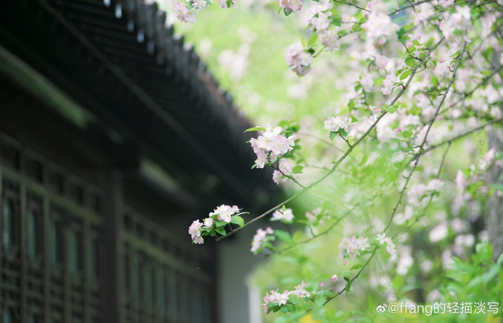 唯恐春深花落去.莫愁湖 西府海棠摄影@f 堆糖,美图壁纸兴趣社区