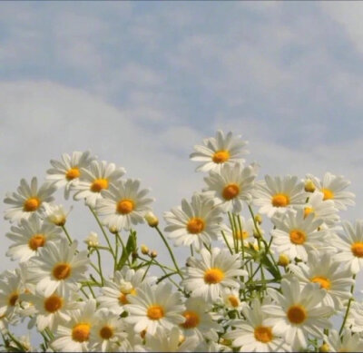 小雏菊花语图片