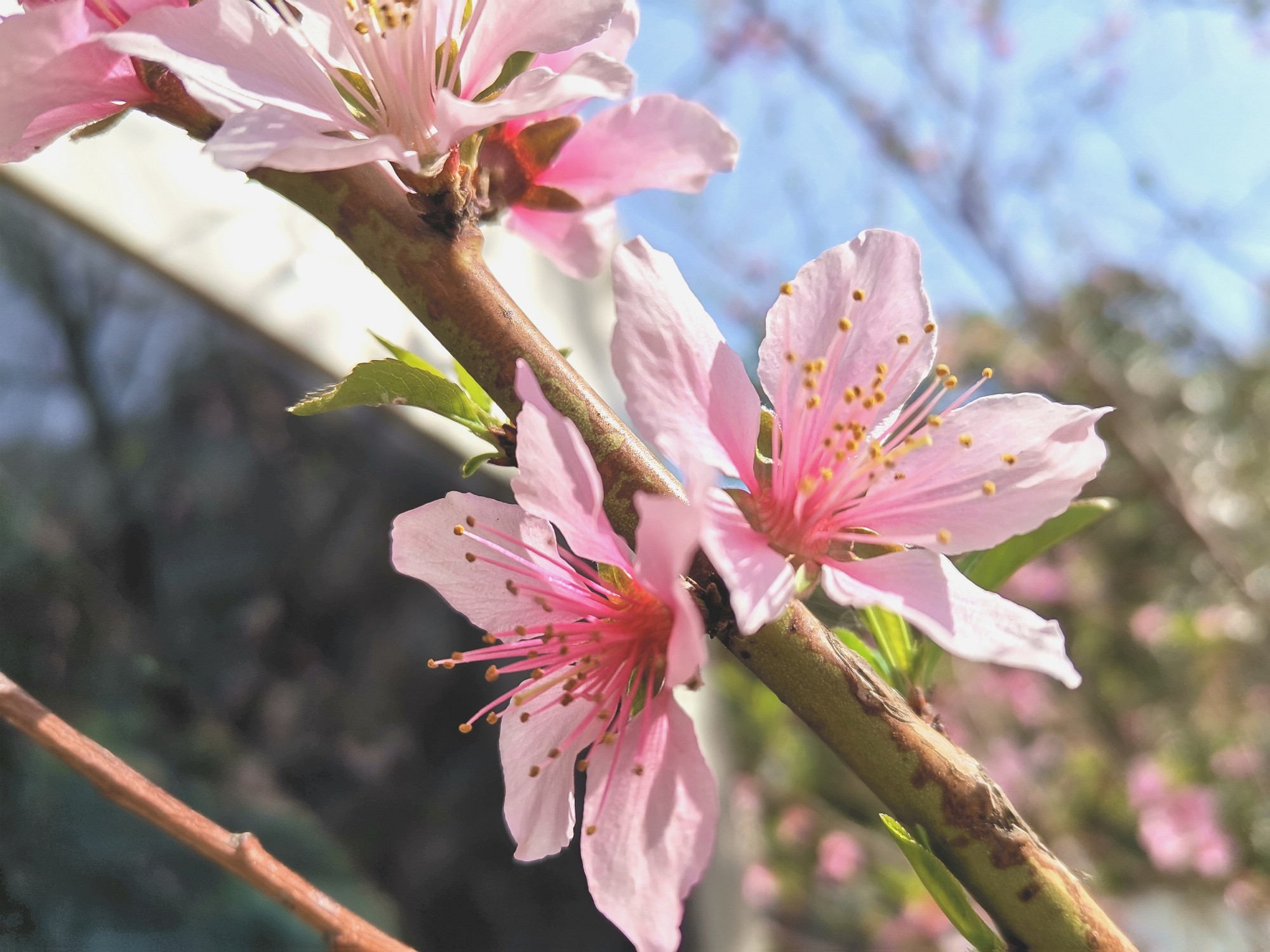春天桃花