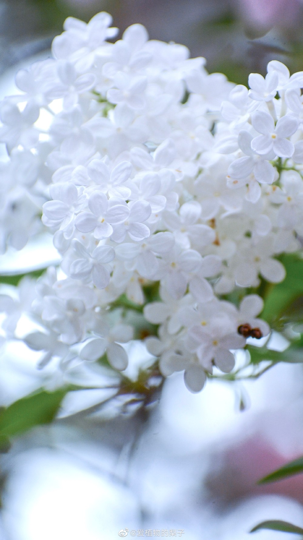 有香气的壁纸,白色丁香摄影@爱植物的梨子 #遇见美好时光##2020,我的
