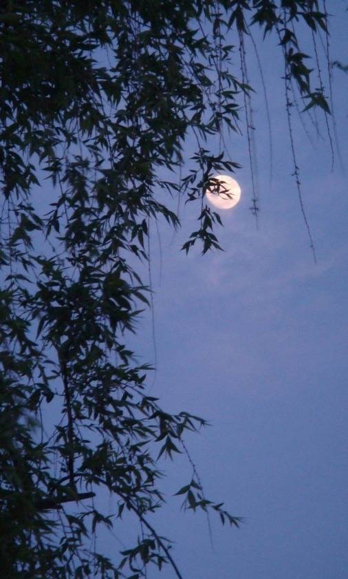 夜月一帘图片