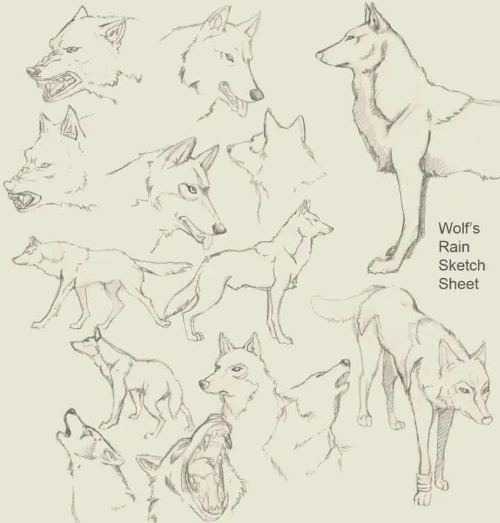 狼的全身素描图片